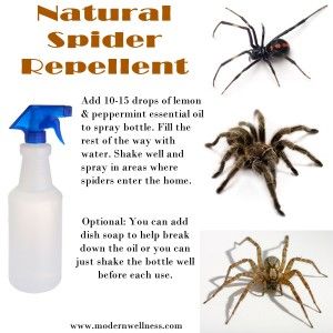 Natural Spider Repellent, Natural Spider Repellant, Spider Repellent, Spider Spray, Spiders Repellent, Bug Spray Recipe, Terra Essential Oils, Doterra Oils, Cleaning Recipes