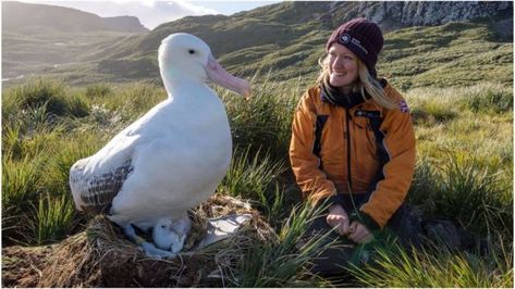 Lucy Quinn seen checking albatrosses on Bird Island, part of South Georgia Big Pitbull, Wandering Albatross, Tiger Fish, Saltwater Crocodile, Baobab Tree, Southern Ocean, South Georgia, Remote Island, Wildlife Sanctuary