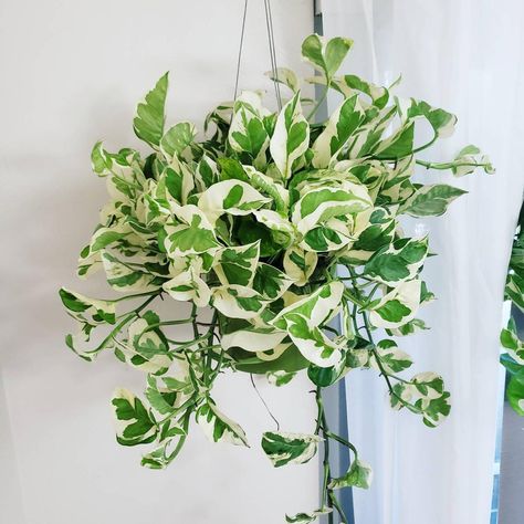 Growing Pothos, Pothos Njoy, N'joy Pothos, Pothos Plants, Fast Growing Vines, Marble Queen Pothos, Neon Pothos, Houseplants Low Light, Epipremnum Aureum