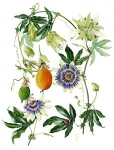 Tatoo Inspiration, Snails In Garden, Botanical Drawing, Creating Artwork, Fruit Illustration, Graphite Drawings, Passion Flower, Coloured Pencils, Botanical Drawings