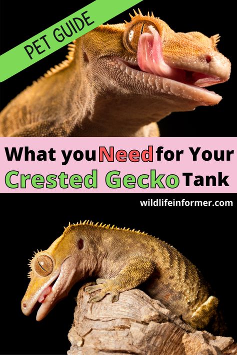 We show you the top must have items for your Crested Gecko tank to keep them happy and healthy. #crestedgeckos #exoticpets #reptiles #petreptile Crested Gecko Tank, Gecko Tank, Crested Geckos, Creepy Crawlers, Crested Gecko, Pet Ideas, Answer The Question, Reptiles Pet, Happy And Healthy