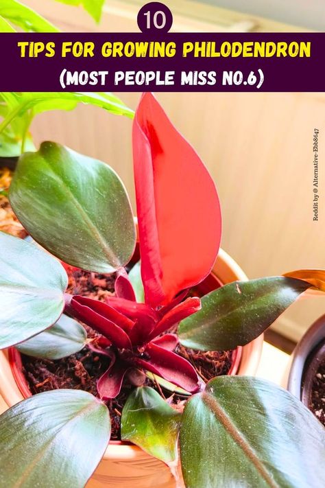 "10 Tips For Growing Philodendron, Philodendron care tips, Indoor 
Philodendron care, Philodendron plant care, Philodendron watering tips, 
Philodendron propagation guide, Philodendron pruning techniques, 
Philodendron soil requirements, Philodendron sunlight needs, Philodendron 
fertilization tips." Philodendron Care, Philodendron Plant, Inside Plants, Pest Management, Management Strategies, Indoor Gardening, House Plants, Need To Know, Plants