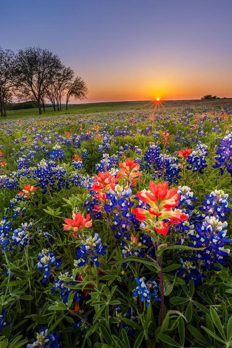 Texas wildflower - bluebonnet and indian paintbrush field at sunset. In Spring , #Aff, #bluebonnet, #indian, #Texas, #wildflower, #sunset #ad Field At Sunset, Wildflowers Photography, Indian Paintbrush, Texas Bluebonnets, Garden Aesthetic, Blue Bonnets, Flower Field, Nature Pictures, Pretty Flowers