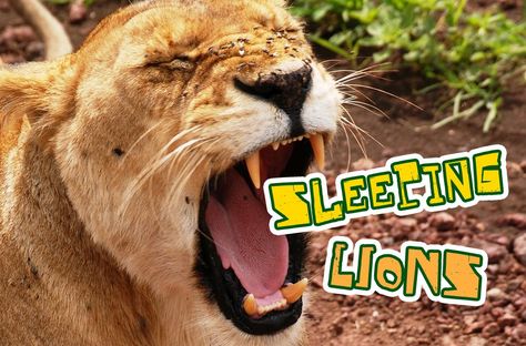 'Sleeping Lions' Game • MinistryArk Kids Church Games, Lions For Kids, Animals In The Bible, Vbs Games, Circle Time Games, Elementary Games, Daniel In The Lion's Den, Lion Games, Daniel And The Lions