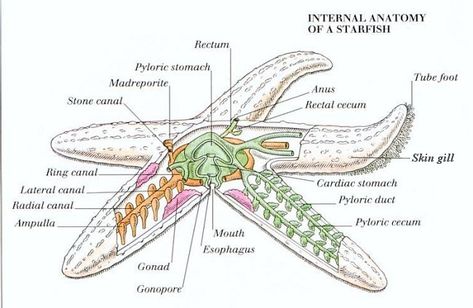 Fish Anatomy, Oceanography Marine Biology, Interior Nature, Vascular System, Cells Project, Animals Information, Brain Anatomy, Marine Biologist, Le Male