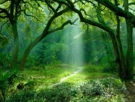 Peaceful, Mossy Forest Green Forest, Magical Places, Enchanted Forest, Beautiful Tree, In The Woods, Nature Beauty, Beautiful World, Beautiful Landscapes, Wonders Of The World