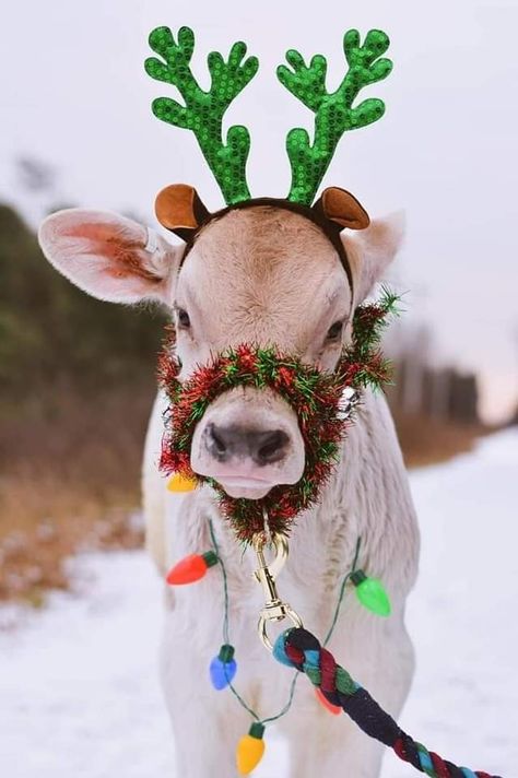 Christmas Cows, Alabama Baby, Cow Wallpaper, Cow Print Wallpaper, Bully Breeds Dogs, Cow Photos, Horse Costumes, Fluffy Cows