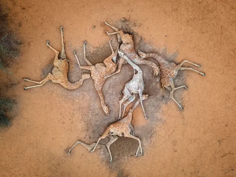 Six dead giraffes: Kenya drought horror captured in single picture | Kenya | The Guardian Apocalyptic Movies, Dead Animals, Stuck In The Mud, Great Barrier Reef, Giraffes, New South Wales, Change The World, The Guardian, Kenya