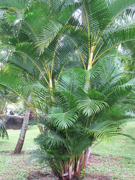 Areca Palm Care, Butterfly Palm, Dypsis Lutescens, Bush Garden, Bright Room, Natural Fence, Areca Palm, Top Soil, Garden Trees