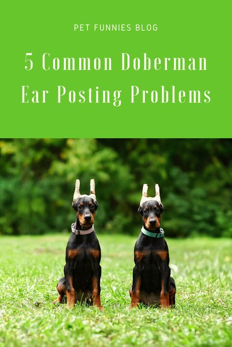 Planning to post your Doberman’s ears? Make sure everything goes smoothly and watch out for these common Doberman ear posting problems now! Doberman Ear Posting, Doberman Without Cropped Ears, Doberman Natural Ears, Doberman Ears, Doberman Ear Cropping, Doberman Pup, Puppy Space, American Doberman, Dog Ear Wash