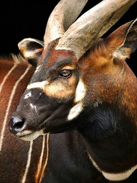 Bongo Antelope, Animal Horns, Wild Wonder, Regard Animal, Animal Studies, Regnul Animal, Animal World, Safari Park, Rare Animals