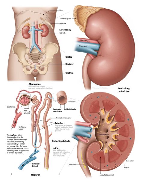 Healthy kidney anatomy Kidney Anatomy, Human Body Organs, Basic Anatomy And Physiology, Kidney Function, Medical Student Study, Human Body Anatomy, Chest Congestion, Medical School Essentials, Human Body Systems