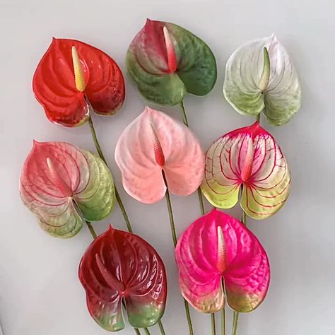 Anthurium Colors, Anthurium Painting, Anthurium Wedding, Pink Anthurium, Anthurium Plant, Anthurium Flower, Flower Identification, Flower 3d, Wedding Party Decor