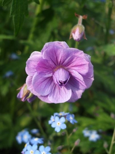 geraniums : Geranium himalayense 'Flore Pleno' Geranium Himalayense, Growing Geraniums, Geranium Magnificum, Geranium Pratense, Geranium Sanguineum Var. Striatum, Garden Picture, Geranium Phaeum 'album', Geranium Macrorrhizum 'ingwersen's Variety', Garden Pictures