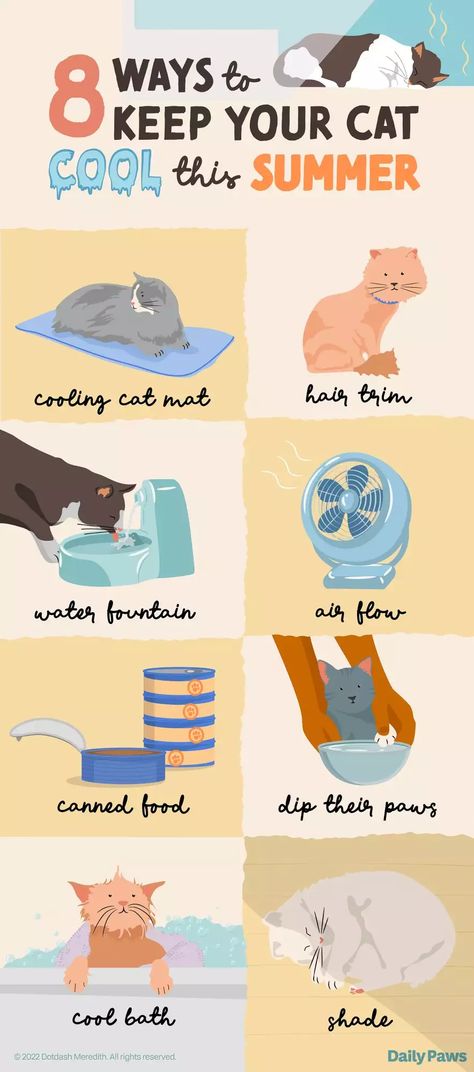 How To Keep Pets Cool In The Summer, Outdoor Cat Shelter Summer, How To Keep Outside Cats Cool In Summer, Outdoor Cat Toys, How To Take Care Of A Cat, Cat Maintenance, Kitty Care, Cat Enrichment, First Time Cat Owner