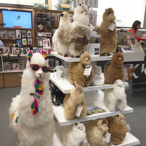 Funny Llama Pictures, Llama Pictures, Alpaca Toy, Alpaca Stuffed Animal, Funny Llama, Cute Alpaca, Llama Drama, Llama Alpaca, Cute Llama