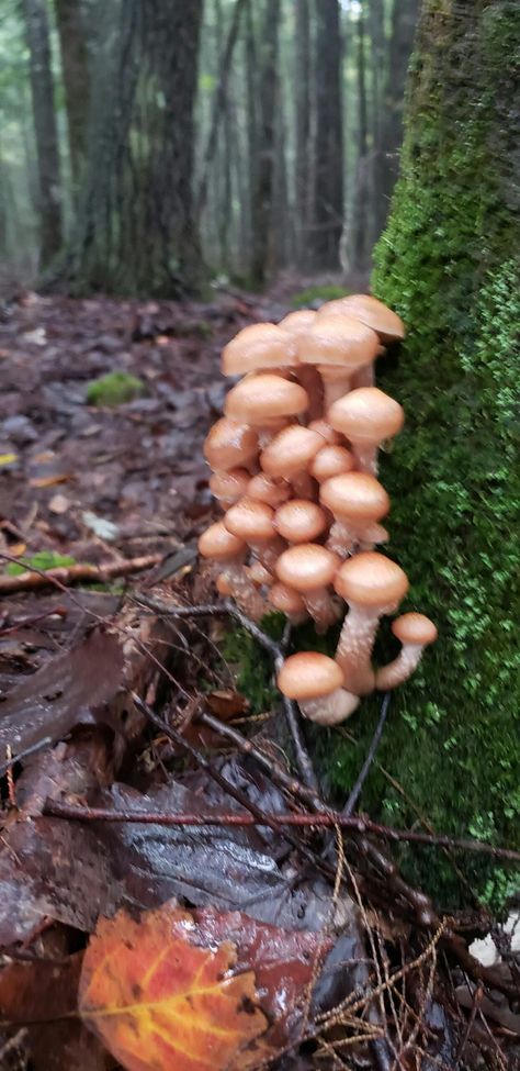 How to Cook Honey Mushrooms Like a Master Chef - Foraged - Foraged Honey Mushroom, Honey Mushrooms, Mushrooms Wild, Shredded Turkey, Honey Benefits, Edible Mushrooms, Wild Mushroom, Porcini Mushrooms, Wild Honey