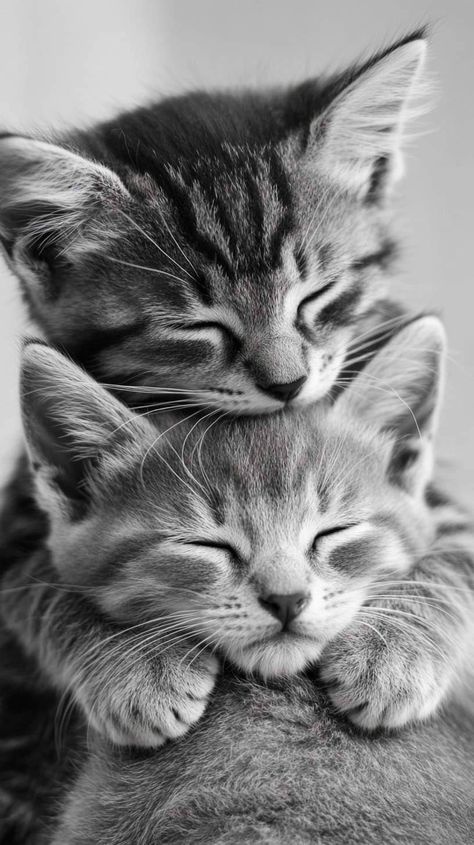 Cat And Dog Wallpaper, Kittens Wallpaper, Chat Wallpaper, Kitten Wallpaper, Cats Photos, Cute Little Kittens, Cute Cats Photos, Trending Pins, Cat Aesthetic