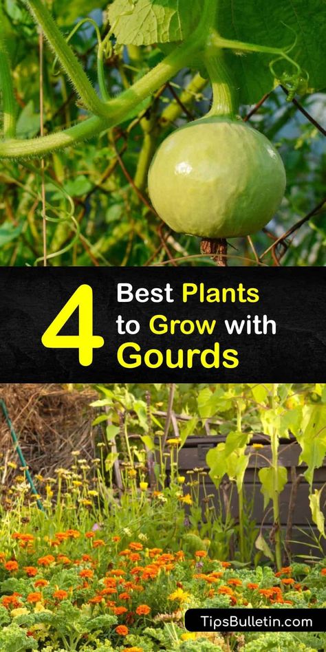 Become the master of the growing season by learning about companion plants. Turn marigolds, turnips, and chives into powerful companions for your gourds and keep pests like aphids away while helping your gourds grow. #gourds #companion #planting #gardening Planting Gourds, When To Plant Butternut Squash, How To Dry Gourds Fast, Luffa Companion Planting, How Do You Dry Out Gourds, Growing Gourds, Carrot Companion Plants, Bitter Gourd Plant, Growing Radishes