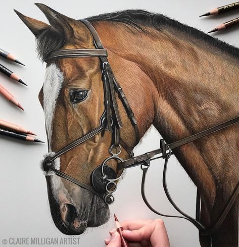 This beautiful mare 'Sugar' is now complete. I have enjoyed every single minute of drawing this beauty. It's very rare I get to draw horses and I'm so pleased to have more booked in :)#petportrait #petportraitartist #horse #horseart #horseartist #horsesofinstagram #equine #equineart #equineartist #irishsportshorse #coloredpencil #colouredpencil #realism #realisticart Color Pencil Drawing Ideas, Equine Art Pencil Drawings, Hyperrealistic Drawing, Realistic Animal Drawings, Pencil Drawing Ideas, Color Pencil Sketch, Horse Sketch, Colored Pencil Artwork, Horse Drawing