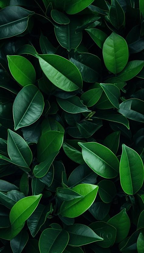 Symmetry Photography, 17 Wallpaper, Dark Green Wallpaper, Tropical Flower Plants, Forest Plants, Joker Wallpapers, Trending Pins, Plant Wallpaper, Landscape Art Painting