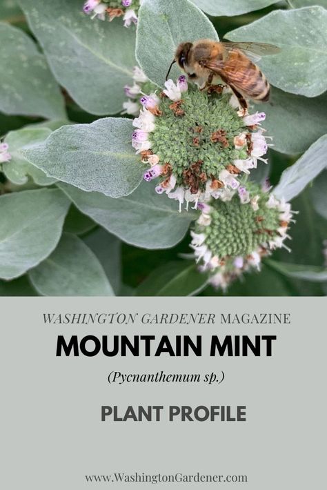 Mountain Mint, Front Yard Flowers, Mint Plant, Medicinal Herbs Garden, Pollinator Plants, Mint Flowers, Native Plant Gardening, Mint Plants, Side Garden