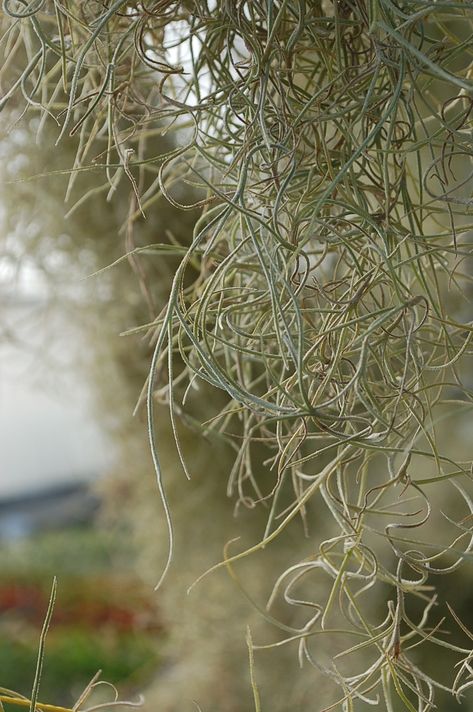 Tillandsia usneoides (Air Plant, Spanish Moss, Old Man’s Beard, Spanish Beard) Old Man's Beard Plant, Old Mans Beard, Tillandsia Usneoides, Lush Rainforest, Long Beards, Spanish Moss, Growing Indoors, Water Plants, Old Men