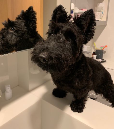 Mini Scottish Terrier, Scottish Terrier Aesthetic, Scotties Dog, Scottish Terrier, Scottie Dog, Dream Team, Dog Pictures, Summer Aesthetic, Black Cat