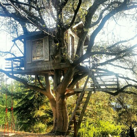 Old Treehouse Aesthetic, Tree House Aesthetic, Old Treehouse, Simple Treehouse, Tree House In The Woods, Treehouse Aesthetic, Treehouse Interior, Coast Live Oak, Ordinary House