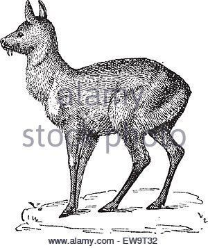 Threatened siberian musk deer (moschus moschiferus) in side view. Illustration after an engraving from the 19th century Stock Vector Image & Art - Alamy Side View Illustration, Musk Deer, Elk Tattoo, Stag Tattoo, Tiger Sketch, View Illustration, Engraving Tattoo, Deer Drawing, Deer Illustration