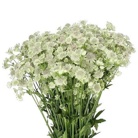 ASTRANTIA BILLION STARS XL 60cm is a beautiful White/Pink seasonal cut flower. Flower Arrangements Wedding, Dutch Flowers, Asclepias Tuberosa, Corporate Flowers, Flower Guide, Florist Shop, Florist Supplies, Flowers Delivered, Sympathy Flowers