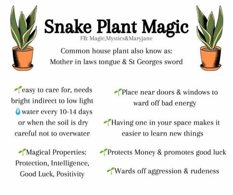 Plant Growing Tips, Witchy Garden, Common House Plants, Snake Plant Care, Mother In Law Tongue, Green Witchcraft, Plant Magic, Snake Plants, Plant Care Houseplant