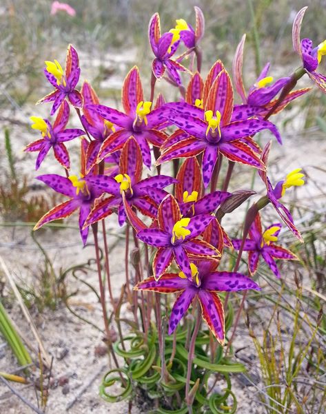 Queen of Sheba Orchid Australian Wildflowers, Rare Orchids, Australian Natives, Australian Flowers, Australian Native Flowers, Australian Plants, Australian Native Plants, Australian Flora, Unusual Plants