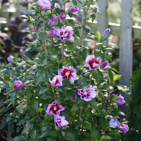 HIBISCUS_PURPLE_PILLAR_ROSE_OF_SHARON_PW_HIBPU_01 Pillar Rose Of Sharon, Bridal Wreath Spirea, Growing Hibiscus, Purple Flowering Plants, Sonic Bloom, Hibiscus Syriacus, Panicle Hydrangea, Purple Plants, Hydrangea Paniculata