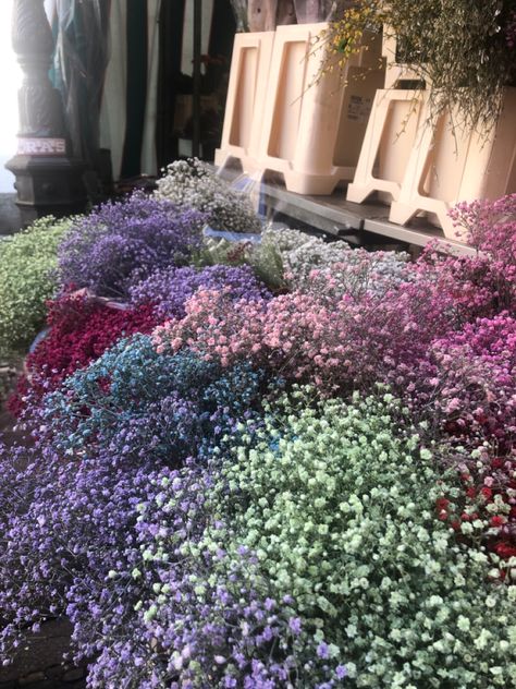 #gypsophila #flowers #floral #aesthetic #cute #flowertherapy #purple Gypsophila Garden, Gypsophila Aesthetic, Purple Gypsophila, Gypsophila Bouquet, Gypsophila Flower, Floral Aesthetic, Boquette Flowers, Baby S Breath, Nothing But Flowers