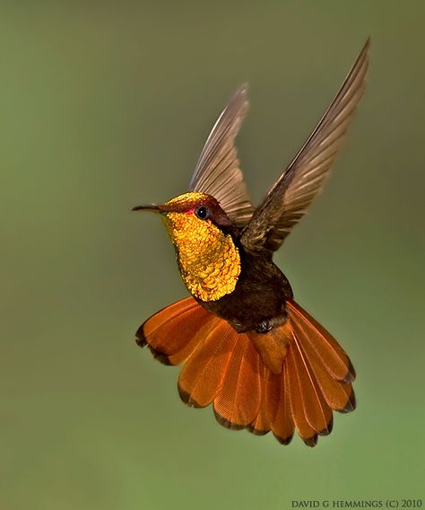 Golden Throated hummingbird Copyright All rights reserved by Nature's Photo Adventures - David G Hemming Beautiful Hummingbirds, Nature Tour, Airbrush Art, Exotic Birds, Pretty Birds, Colorful Birds, Little Birds, Small Birds, Birds Of Paradise