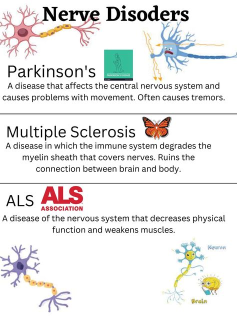 Spinal Nerves Anatomy, Neuromuscular Disorders, Medical Language, Nerves Anatomy, Immune Disorders, Nerve Anatomy, Nerve Disorders, Spinal Nerve, Cranial Nerves