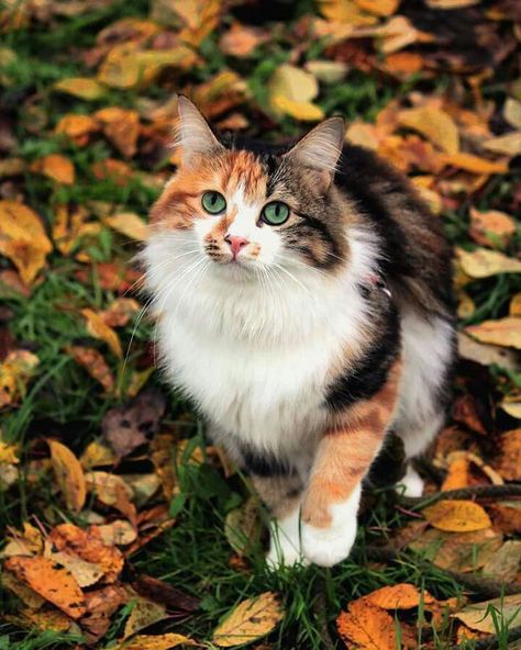 Ragdoll Cat Breed, Rare Cats, Gorgeous Cats, Silly Cats Pictures, Cat Pose, Cute Cats Photos, Curious Cat, Calico Cat, Cute Cats And Kittens