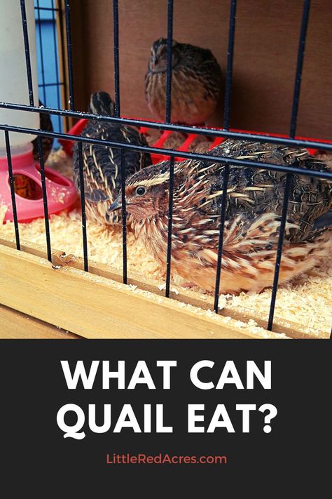 Once you figure out what quail can eat they are really easy to take care of. Quail really enjoy getting a treat now and again too. Winterizing Quail Coop, Quail Treats, Rabbit Keeping, Quail Farming, Quail House, Animal Farming, Quail Coop, Raising Quail, Meal Worms