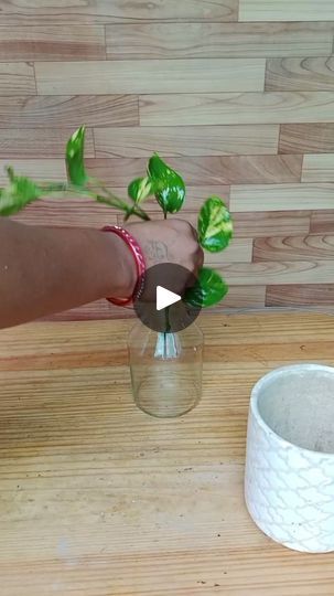 1.3M views · 22K reactions | Beautiful and unique idea pothos /money plant decoration. 
.
.
 #fbreels #gardeningideas #pothos #moneyplantdecoration #pothosplant #indoorplants #decoracion | Fashion home gardening | Yann Falquet · Vélocipède Money Plant Decor Ideas, Plant Decoration, Money Plant, Grow Plants, Pothos Plant, Home Gardening, Plant Stands, Plant Pots, Growing Plants