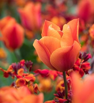 Tulip 'Veronique Sanson' and Wallflower 'Sunset Orange' F1 Tulip Planting, Wallflower Plant, Orange Flowering Plants, Types Of Tulips, Growing Tulips, Sarah Raven, Perennial Bulbs, Lovely Perfume, Orange Tulips