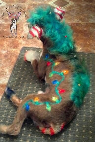 Christmas dog dye job. Christmas Dog Dye Ideas, Nightmare Before Christmas Dog, Dog Hair Dye, Dog Dye, Creative Grooming, Poodle Grooming, Dog Haircuts, Grinch Christmas, Smiles And Laughs