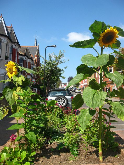 Guerilla Gardened Sunflowers Allotment Aesthetic, Gorilla Gardening, Solarpunk Ideas, Rooftop Garden Urban, Guerilla Gardening, Climate Activism, Solar Punk, Agriculture Projects, Guerrilla Gardening