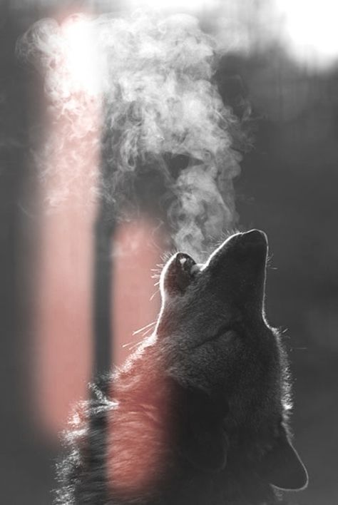 lobo perfecto-solo se trata de lobos- amalos- quierelos-envidialos <3 Wolf Beautiful, Ahal Teke, Lup Singuratic, Beautiful Wolf, Wolf Wallpaper, Wolf Love, Howling Wolf, Wolf Pictures, Wolf Spirit