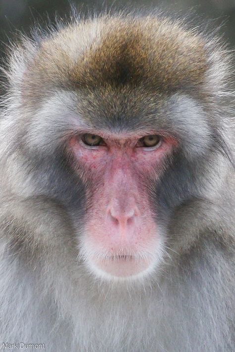 Macaque Close Up | Mark Dumont | Flickr Monkey Reference, Japanese Monkey, Monkey Species, Macaque Monkey, Japanese Macaque, Types Of Monkeys, Snow Monkey, Cincinnati Zoo, Monkey Pictures