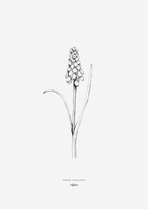 Muscari Flower Tattoo, Black And White Floral Illustration, Muscari Flower Drawing, Muscari Tattoo, Hyacinth Flower Drawing Simple, Hyacinth Tattoo Simple, Grape Hyacinth Drawing, Hyacinth Drawing Simple, Hyacinth Tattoo Black And White