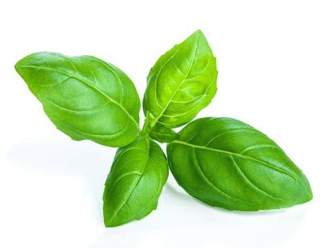 Basil Aioli Recipe, Wolfgang Puck Recipes, Fast Growing Privacy Shrubs, Chicken Breast Sandwich, Grow Basil, Basil Aioli, Basil Herb, Aioli Recipe, Growing Basil