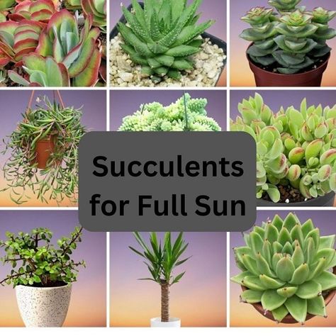 30 Best Succulent Plants for Full Sun with Names & Pictures String Of Nickels Plant, Full Sun Succulents, Plants For Full Sun, Paddle Plant, Succulent Landscape, Succulent Names, Lemon Plant, Succulent Species, Watermelon Plant