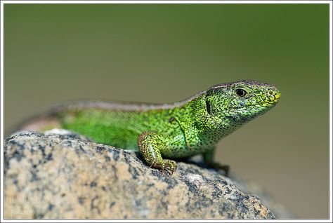 Lacerta agilis .. Sand Lizard! Sand Lizard, Land Animals, Reptiles And Amphibians, Bearded Dragon, Gecko, Amphibians, Snakes, Hulk, Reptiles