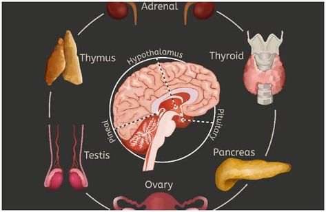 Pineal Gland - Facts, Location, Fluoride, Cyst, Calcification, Function Pineal Gland Facts, Endocrine System Nursing, Cranial Nerves Mnemonic, Children Health, Systems Art, Basic Anatomy And Physiology, Pharmacology Nursing, Pituitary Gland, Cranial Nerves